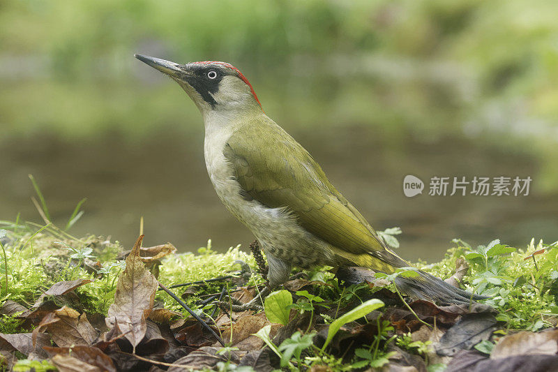 雌绿啄木鸟(Picus viridis)